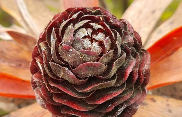 Leucadendron fruit cone, old and woody